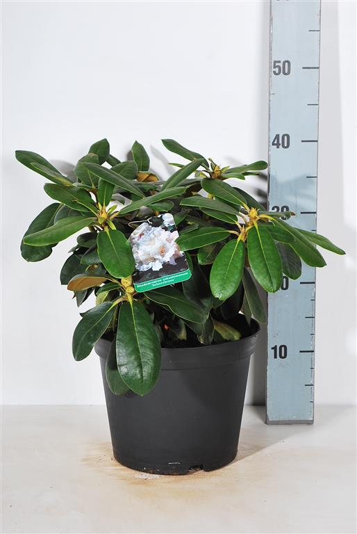 Rhododendron (Y) &