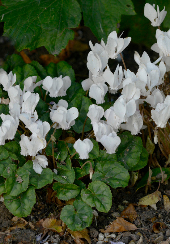 Cyclamen &