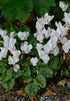 Cyclamen &