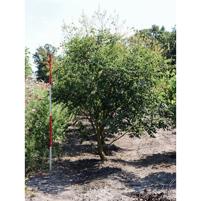 Papegojbuske - Parrotia persica 200-250 MS DRKL