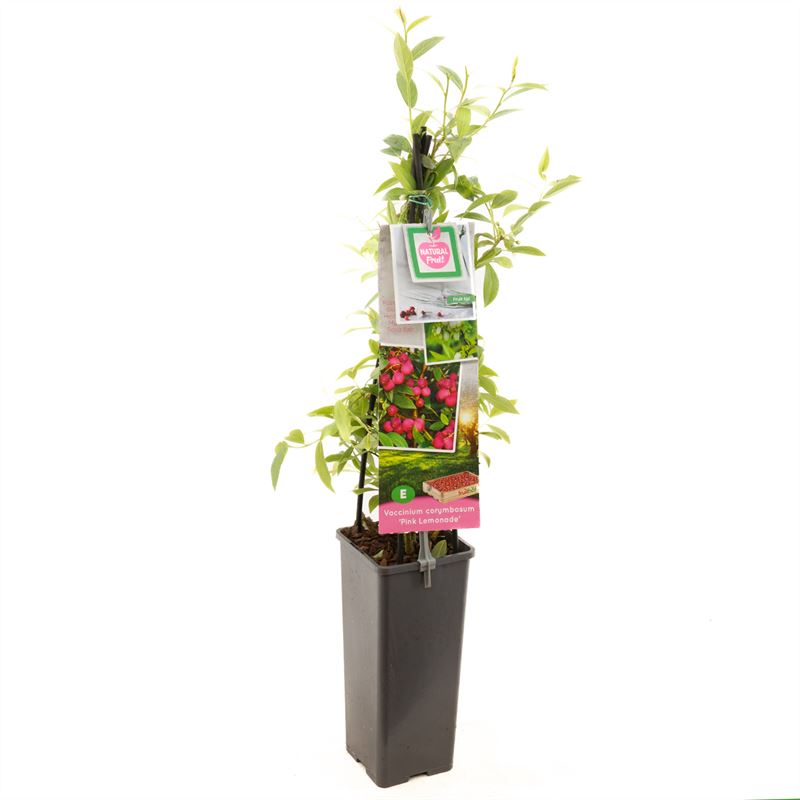 Vaccinium &