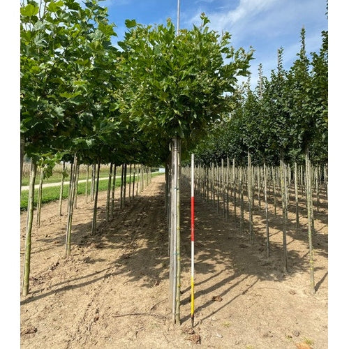 Platan - Platanus hispanica 'Alphen's Globe' 12-14 HS, COCO
