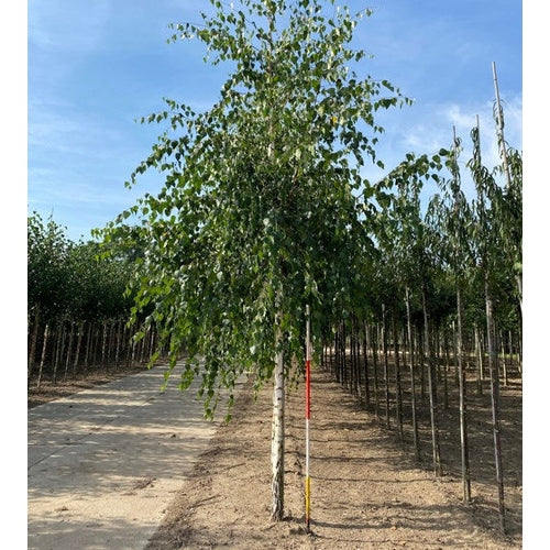 Hängbjörk - Betula pendula  - Stammens omkrets 20-25 cm, höjd 4-4,5 meter,   HS,