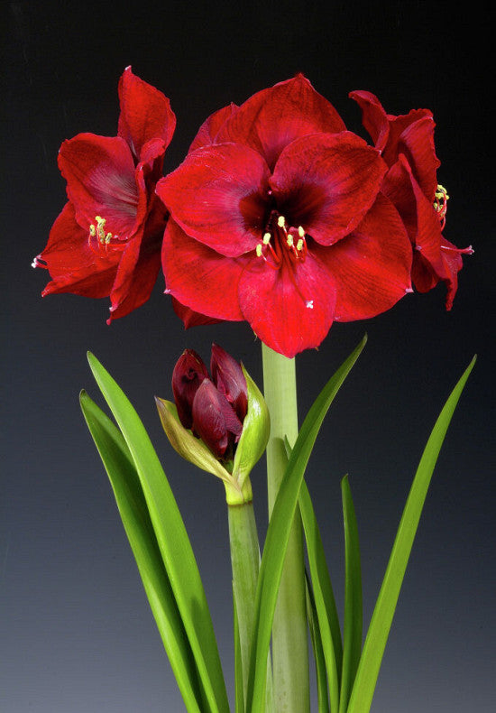 Amaryllis &