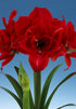Amaryllis &