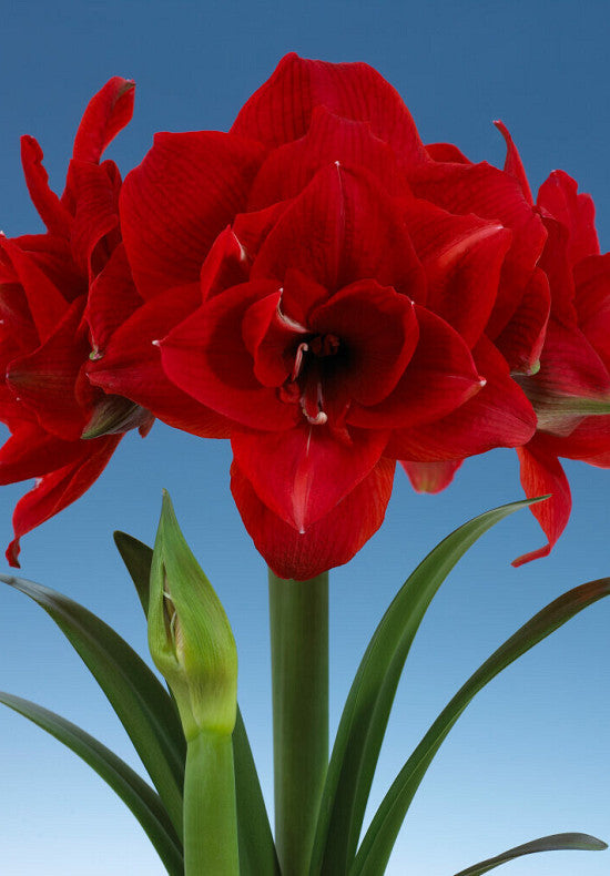 Amaryllis &