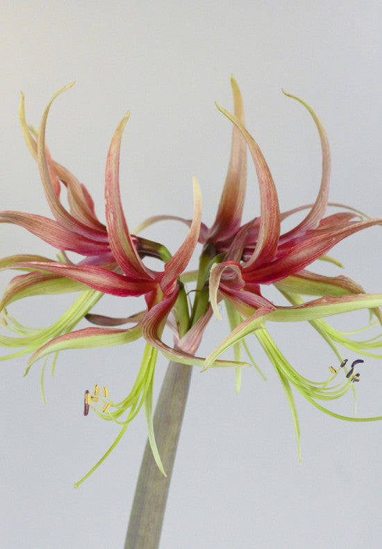Hippeastrum &
