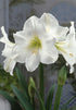Amaryllis &