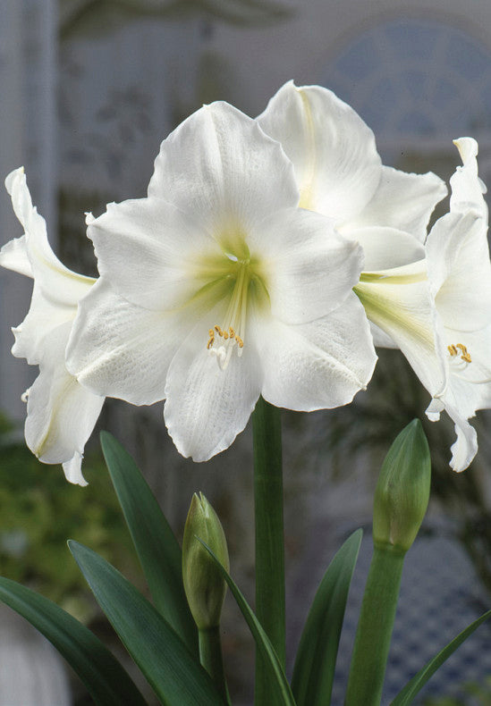 Amaryllis &