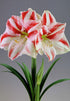 Amaryllis &