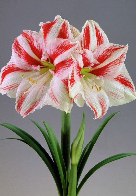 Amaryllis &