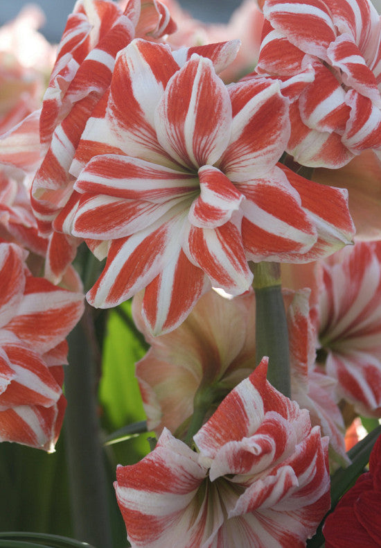 Amaryllis &