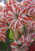 Amaryllis &