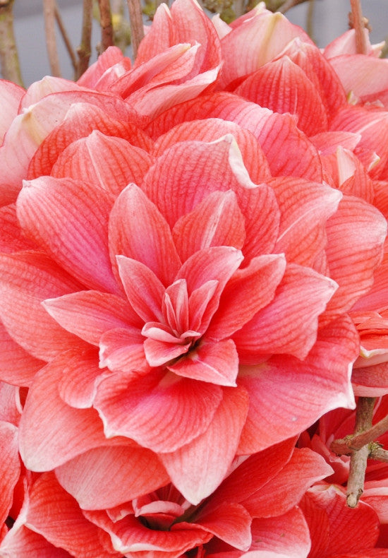 Amaryllis &