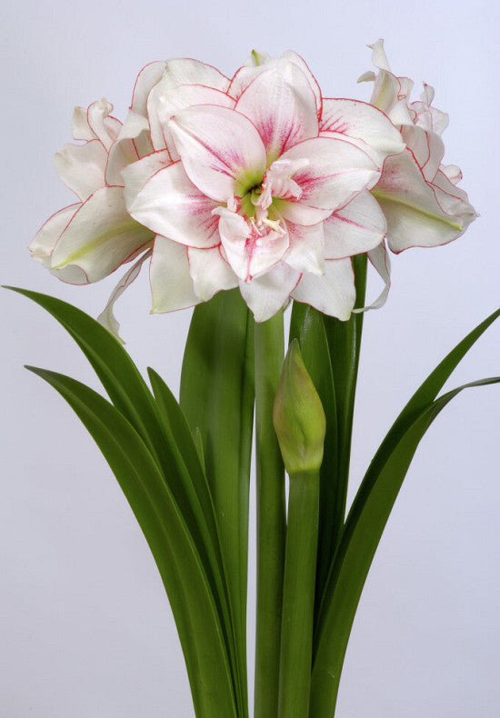 Hippeastrum &