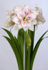 Hippeastrum &