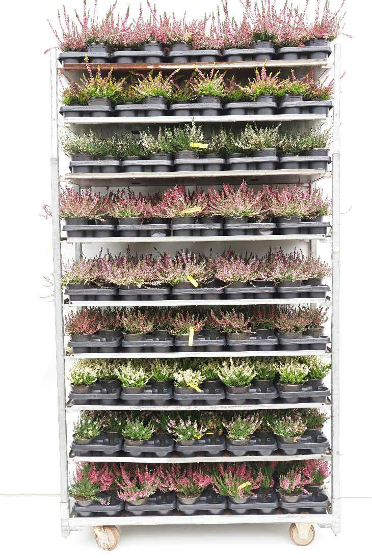 Ljung in cultivars - P12
