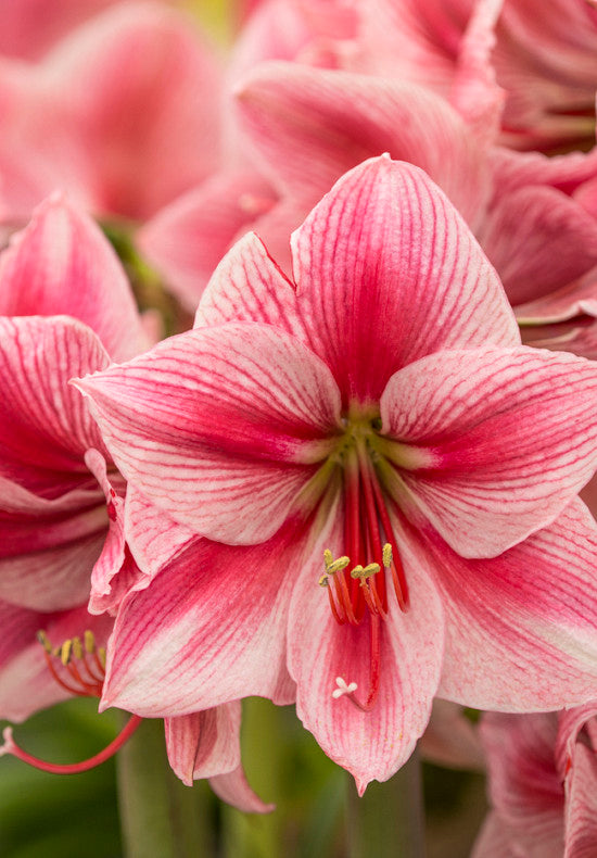 Amaryllis &