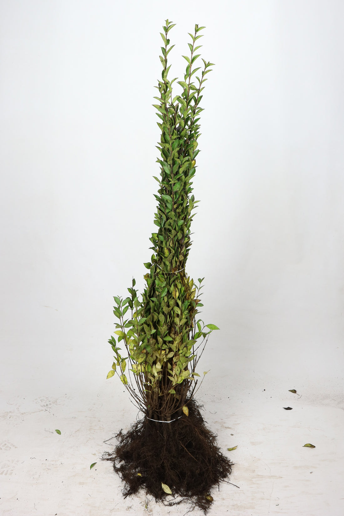 Slån ; 60-100 cm barrot 1+1