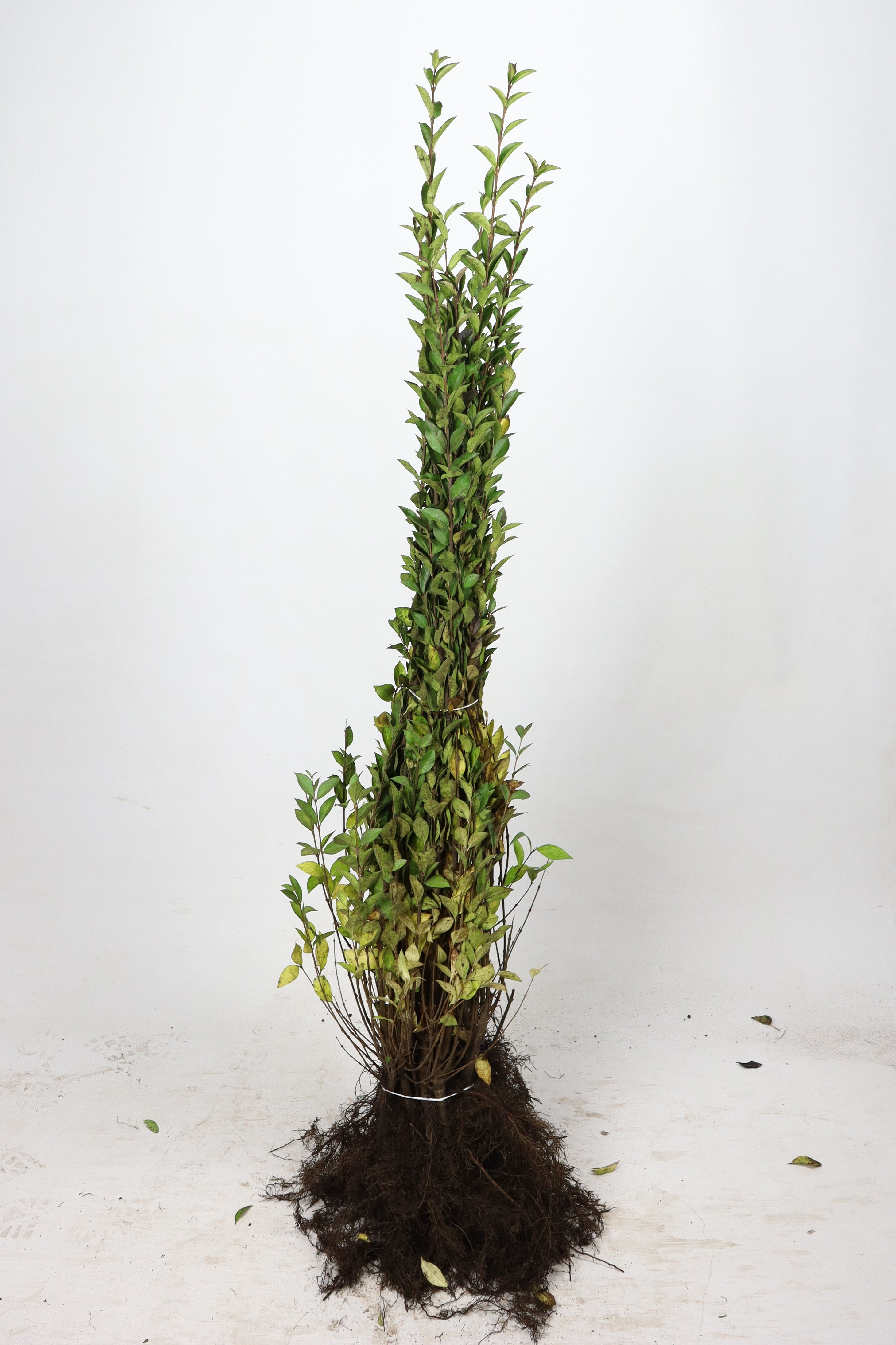 Slån ; 60-100 cm barrot 1+1