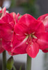 Hippeastrum &