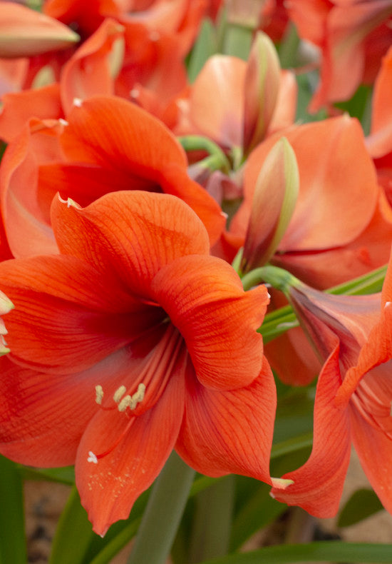 Amaryllis &