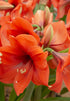 Amaryllis &