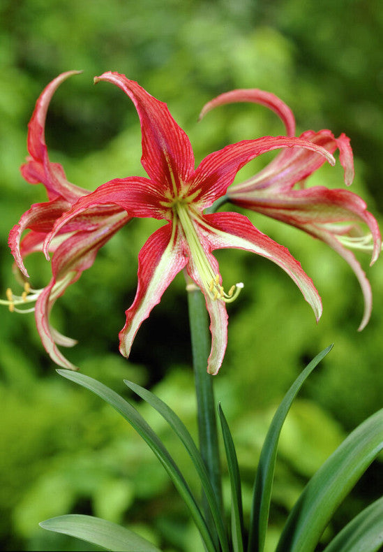 Hippeastrum &
