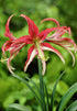 Hippeastrum &