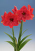 Amaryllis &