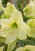 Amaryllis &