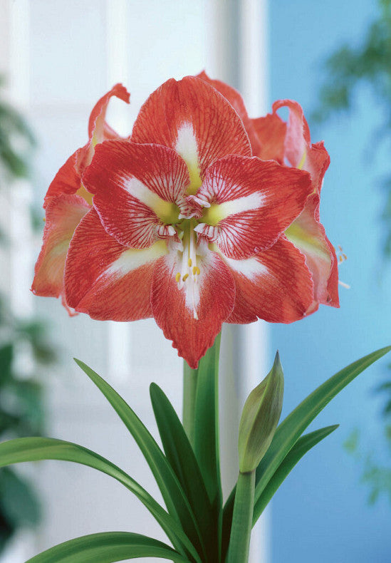 Amaryllis &
