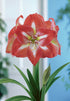 Amaryllis &