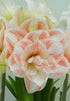 Amaryllis &