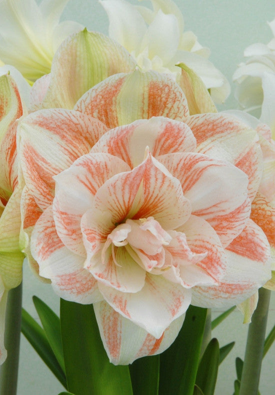 Amaryllis &