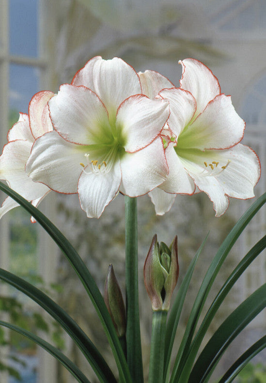 Amaryllis &