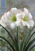 Amaryllis &