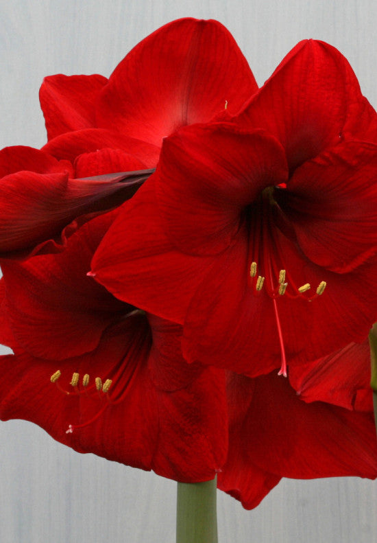 Amaryllis &