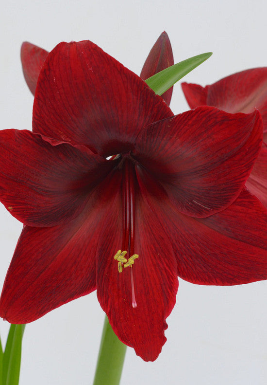 Amaryllis &