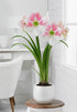 Amaryllis &