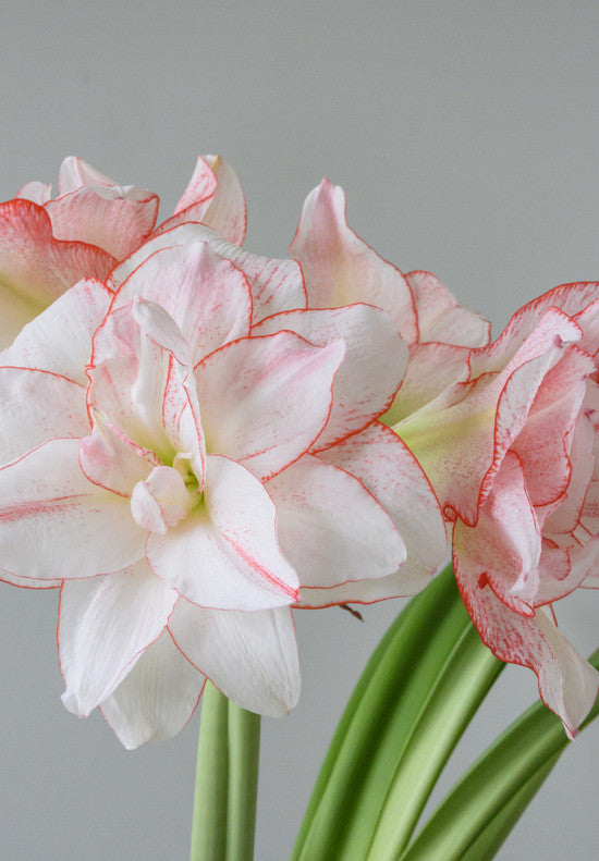 Amaryllis &