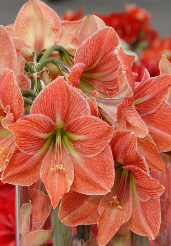 Amaryllis &