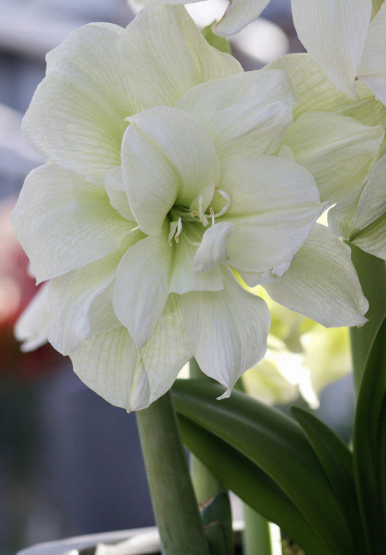 Amaryllis &