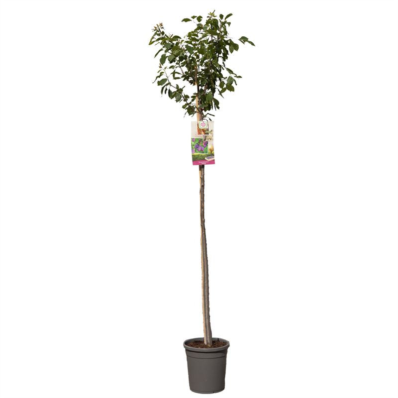 Prunus domestica &