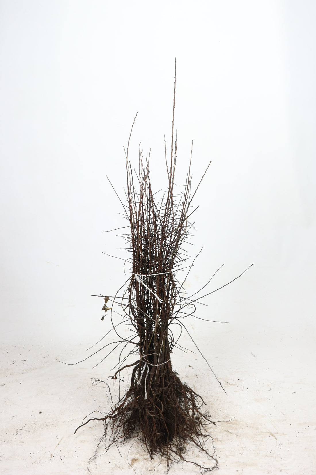 Idegran -  40-60 2+2