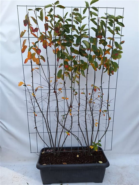 Amelanchier lamarckii