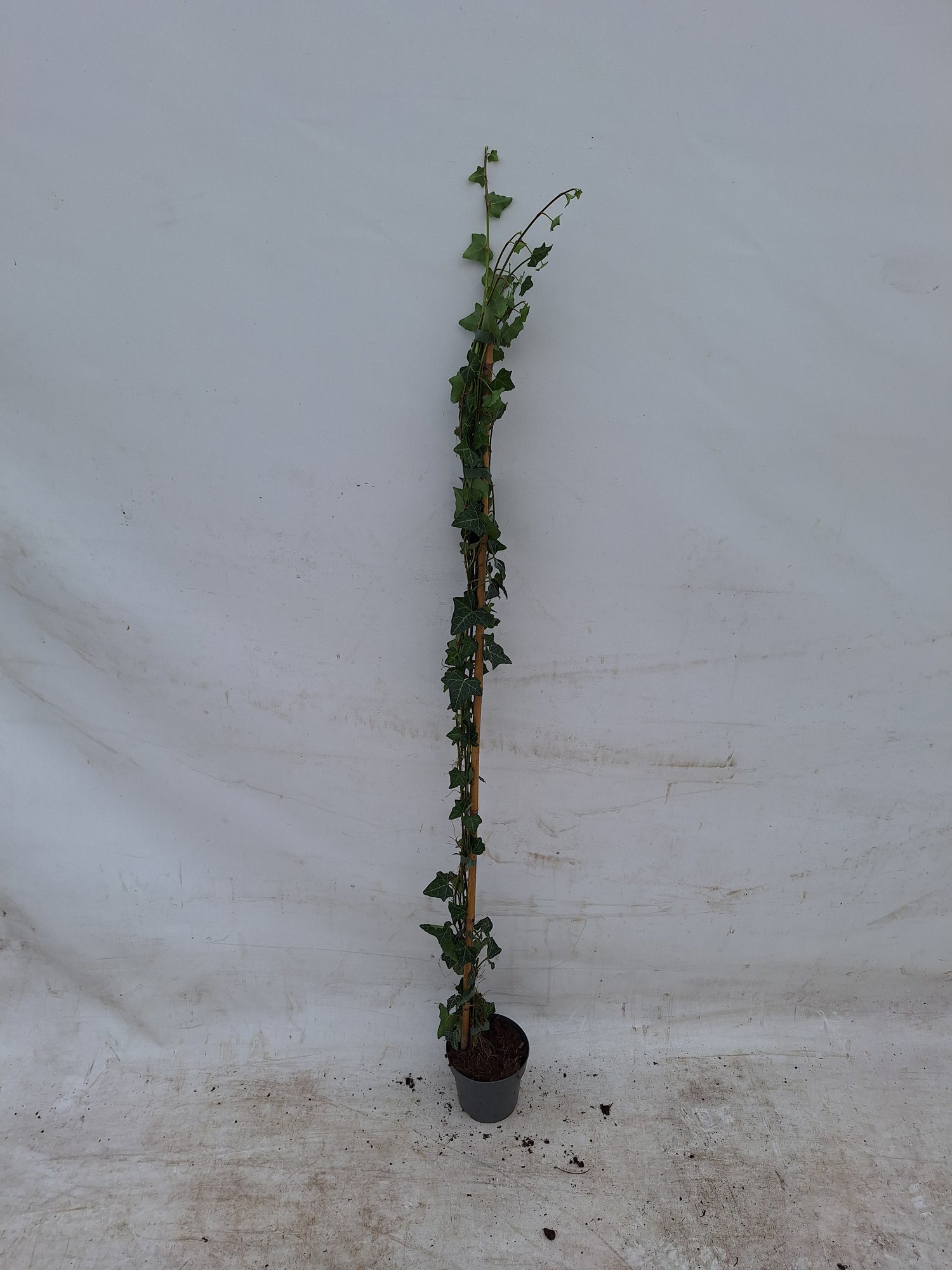 Murgröna helix - C1/P13 100-125 CM 1 STICK