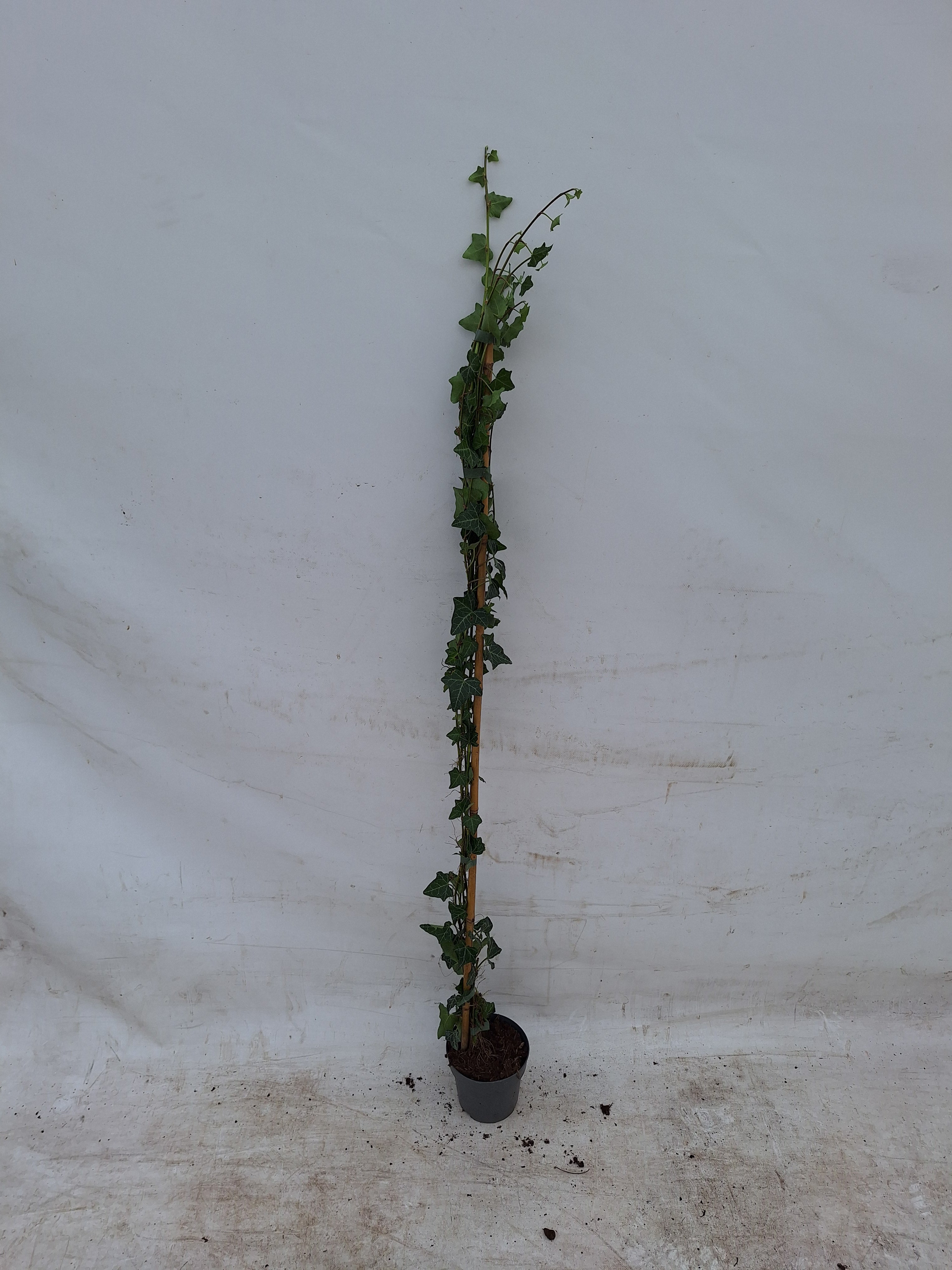 Murgröna helix - C1/P13 100-125 CM 1 STICK