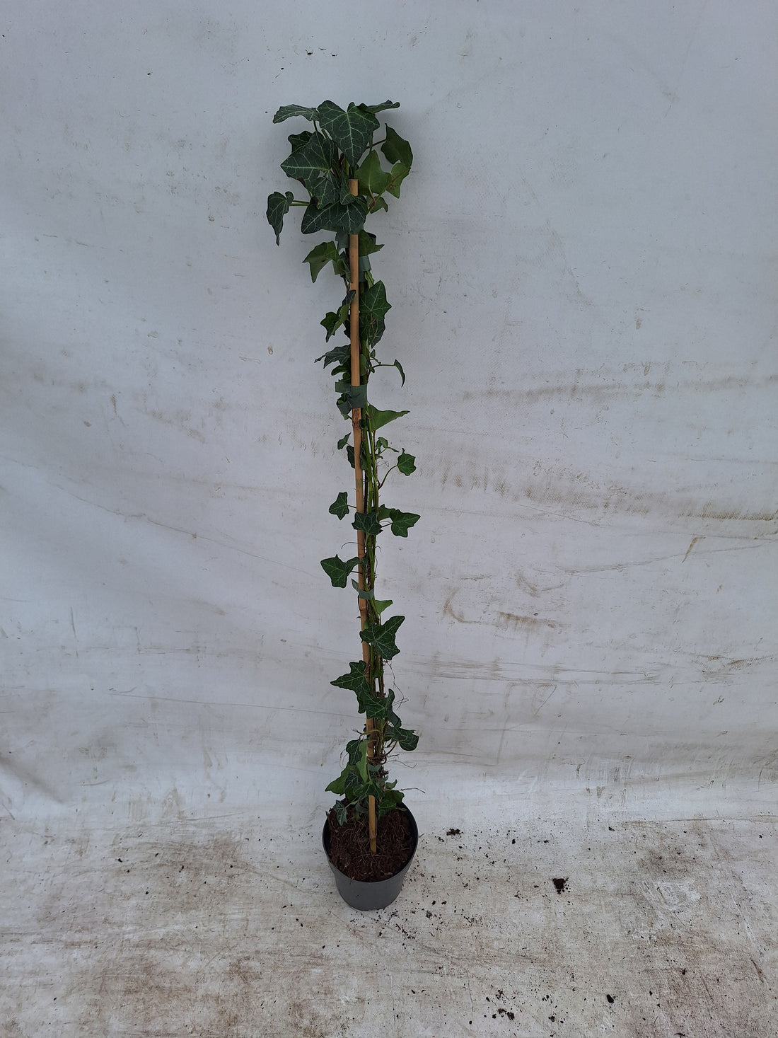 Hedera helix 100-125 cm - C2 (2 liters kruka) / 17 cm kruka