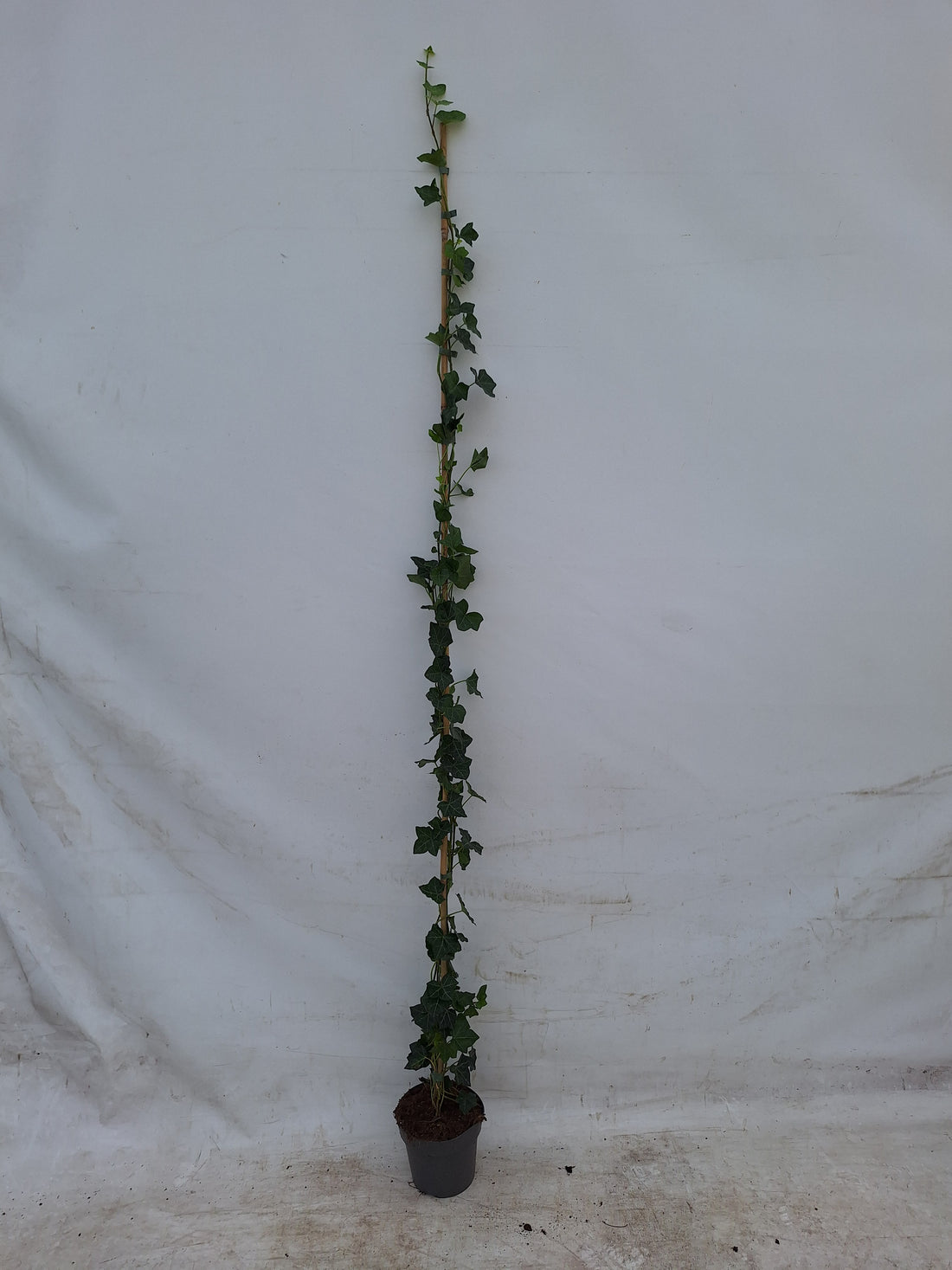 Hedera helix (Murgröna) 9 cm kruka